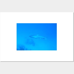 Caribbean Reef Shark Posters and Art